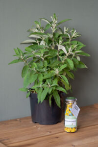 Kadopakket S ' Bijzonder bedankt!'-image